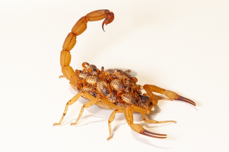 2escorpião-amarelo com filhotes nas costas em Belo Horizonte escorpião encontrado na região norte da cidade Senen Melo Dedetizadora BH