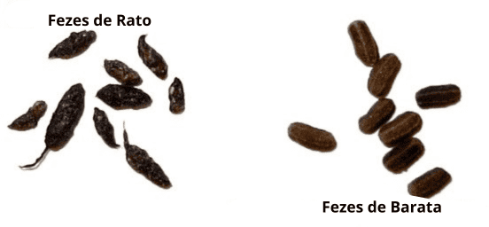 Cocô de rato e barata como identificar e encontrar qual praga esta aparecendo na sua residencia - as principais pragas de bh