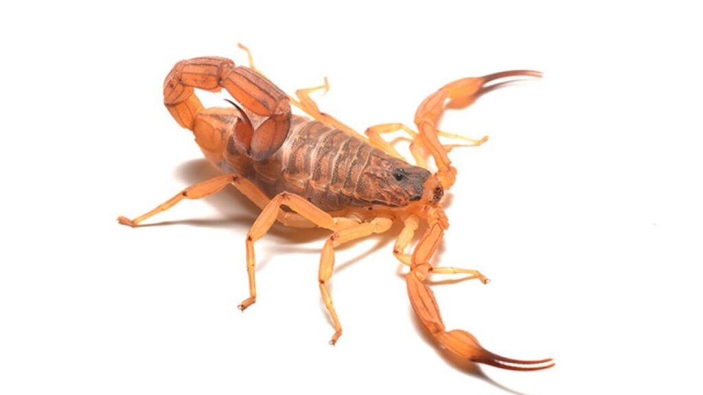 Escorpião amarelo dedetização em BH para escorpião dedetizadora Senen Melo Belo Horizonte