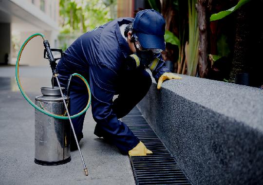 Povilhamento de produto em formato de pó seco para ralos e pias para eliminar baratas de esgoto em belo horizonte senen melo dedetizadora bh