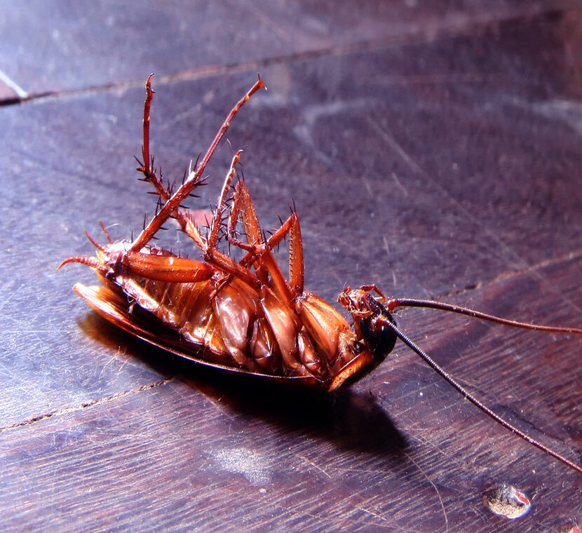 barata como controlar essas pragas e proteger seus alimentos belo horizonte - senen melo dedetizadora