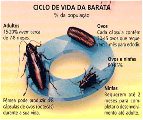 ciclo-vida-baratas desde ootegas, ovos de ninfas ninfas femeas e adultos Senen Melo Dedetizadora Belo Horizonte