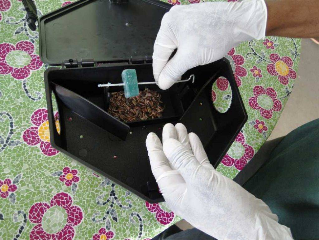 desratizacao dentro de casa feita pela senen melo dedetizadora em BH desratização completa de forma eficiente e segura