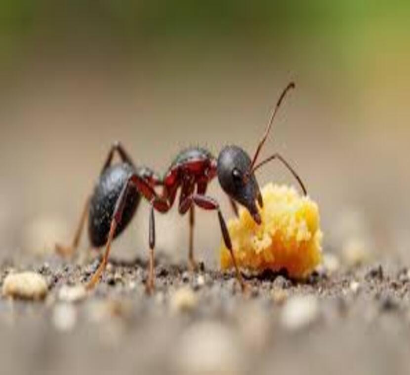 formigas - como acabar com as vilas das cozinhas brasileiras como acabar com as formigas em belo horizonte e região 2- senen melo dedetizadora