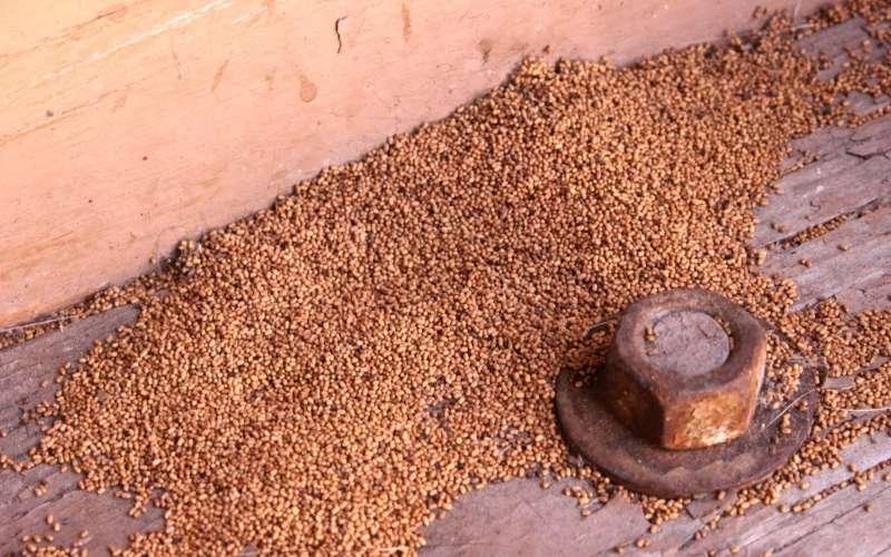 pó de cupim como identificar o po de cupim e como eliminar o foco de forma facil e eficiente dedetizadora senen melo em belo horizonte dedetizacao bh