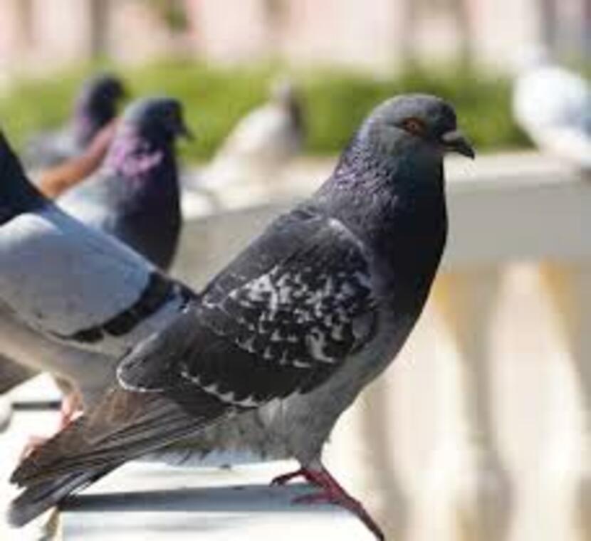 pombos-pragas-urbanas-como-se-livrar-delas 2-senen-melo-dedetizadora