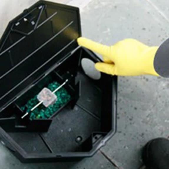 desratizacao dentro de casa feita pela senen melo dedetizadora em BH desratização completa de forma eficiente e segura desratização em bh