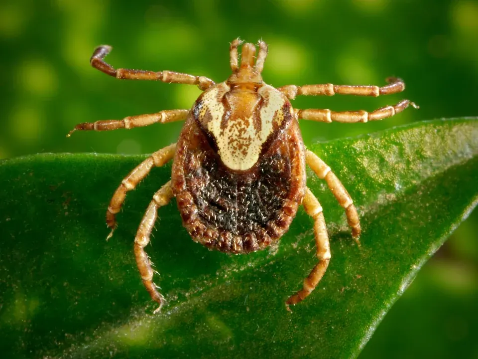 Carrapato do gênero Amblyomma sobre uma folha verde.