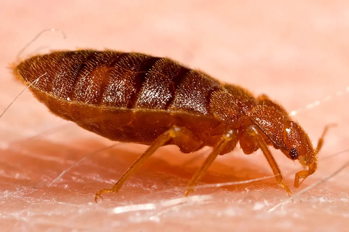 Percevejo-de-cama adulto, de corpo achatado e marrom-avermelhado, visto de lado sobre a pele.