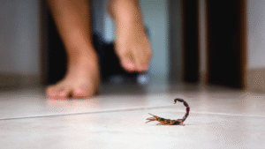 Escorpião amarelo dedetização em BH para escorpião dedetizadora Senen Melo Belo Horizonte aparecendo em casas de BH capital mineira