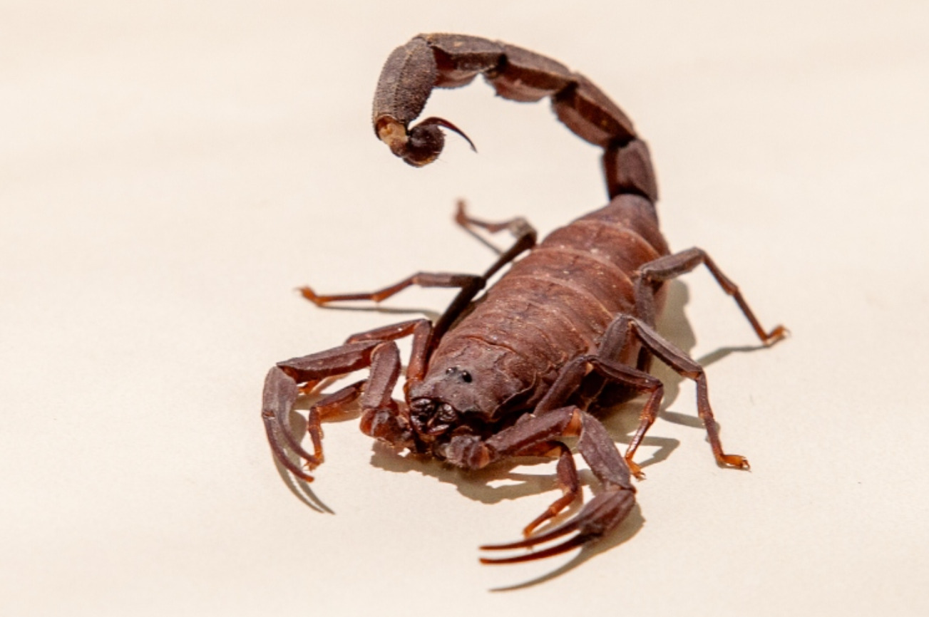 Escorpião-marrom (Tityus bahiensis) dedetização em Belo Horizonte para escorpião Senen melo dedetizadora bh