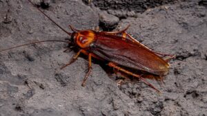 barata de esgoto aprenda como controlar essa praga e eliminar da sua residencia principalemnte em bh dedetizadora senen melo bh