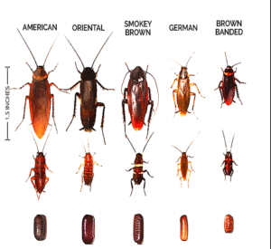 baratas - como controlar essas pragas e proteger seus alimentos - belo horizonte dedetizadora senen melo