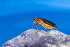 blattella-germanica-barata francesinha barata de cozinha que esta presente em Belo Horizonte Dedetizadora Senen Melo foto com alta qualidade.