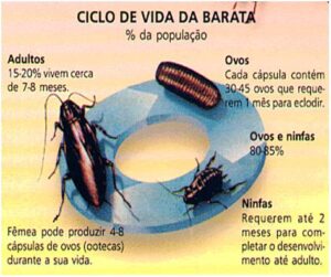 ciclo-vida-baratas desde ootegas, ovos de ninfas ninfas femeas e adultos Senen Melo Dedetizadora Belo Horizonte