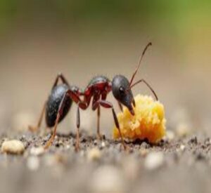 formigas - como acabar com as vilas das cozinhas brasileiras como acabar com as formigas em belo horizonte e região 2- senen melo dedetizadora