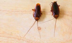 Baratas de esgoto em BH dedetizadora BH Senen Melo dedetizadora